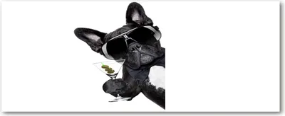 Produktbild von Tulup® Leinwandbild - 125x50 cm - Wandkunst - Drucke auf Leinwand - Leinwanddruck  - Tiere - Schwarz - Hund mit Martini