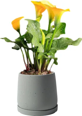 Produktbild von Keramik Indoor Outdoor Blume Pflanzer, Sukkulente Pflanze Töpfe Mit Abflussloch & Untertasse, Schöne Dekoration (Grau,15.8cm)
