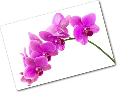Produktbild von Tulup Glas Herdabdeckplatte - 80x52 cm - Glaskeramikkochfeld-Abdeckung Spritzschutz Glasabdeckplatte - Einteilig - Blumen & Pflanzen - Rosa Orchidee - Rosa