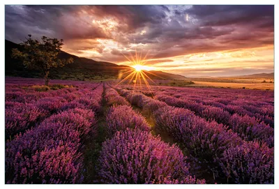 Produktbild von Wallario Küchenrückwand aus Glas, Größe: 90 x 60 cm, Motiv: Lavendelfeld bei Sonnenuntergang - Sonnenstrahlen | Spritzschutz | abwischbar | pflegeleicht | in