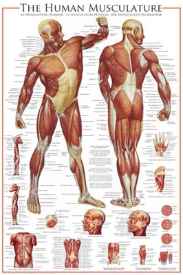 Immagine prodotto di Poster Educazione didattica Il sistema muscolare