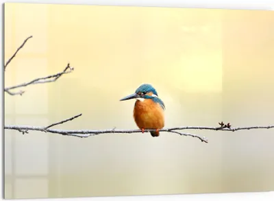 Produktbild von DEQORI Küchenrückwand Glas 60x40 cm 'Königsfischer auf Zweig' Spritzschutz Bad Rückwand