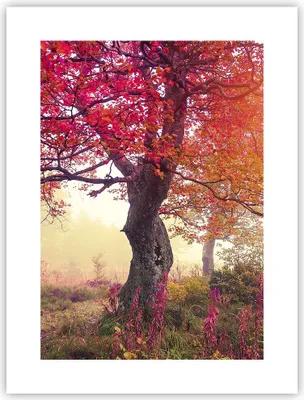 Produktbild von Poster - Poster ohne Rahmen - Baum Natur Wiese - 30x40 cm - Wand Bild - Wanddeko - Wandbilder - Kunstposter - Wandposter - Bilder - Kunstdruck - Wanddekoration - Wandbild - P2XPA30x40-3658