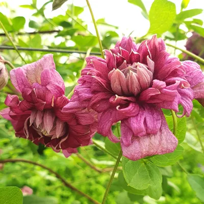 Obrázek produktu pro Clematis Purpurea Plena Elegans 2L