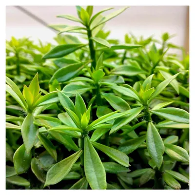 Produktbild von Pereskiopsis spathulata, Kaktus Veredelungsunterlage, Kaktuspfropfung, Pereskiopsis Stecklinge, Pereskiosis Pflanzen, Pereskiopsis Samen