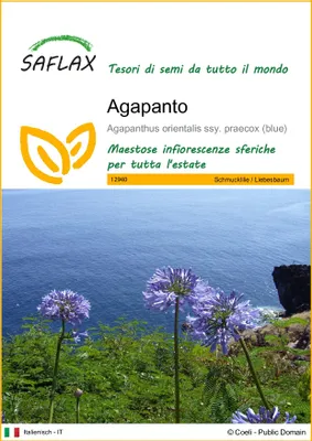 Immagine prodotto di SAFLAX - Agapanto - 50 semi - Agapanthus