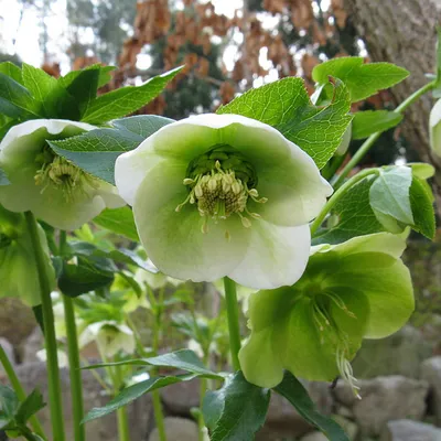 Produktbild von 6 x Christrose Hybrid - Helleborus orientalis  | Topf 9cm x 9cm