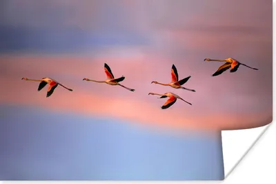Produktbild von MuchoWow® Poster Flamingos fliegen in den Himmel 90x60 cm - Schlafzimmer