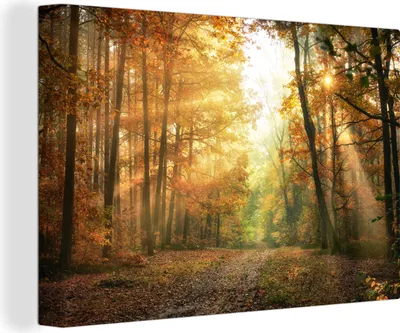 Produktbild von OneMillionCanvasses® - Leinwandbilder - 140x90 cm, Wald - Herbst - Sonne - Landschaft - Natur - Bäume - Laub, Wandbilder Kunstdruck Wanddekoration - Foto auf Leinwand - Gemälde auf