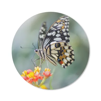 Produktbild von MuchoWow® Mauspad Mousepad Seiten Schmetterling auf Blume 20x20 cm - Mousepads - Maus Mat - Pad - Mausunterlage - Schreibtischmatte