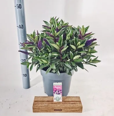 Productafbeelding van Hebe Donna® 'Purple' (Addenda) - Struikveronica | 30-40 cm in pot