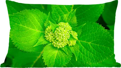 Produktbild von MuchoWow® Zierkissen Sofakissen Wohnzimmer Dekokissen 60x40 cm Foto der botanischen Hortensienpflanze - Kopfkissen - Polster mit Foto