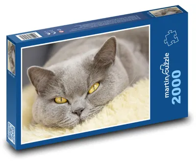 Obrázek produktu pro Puzzle 2000 Šedá kočka s jasnýma očima - martinpuzzle