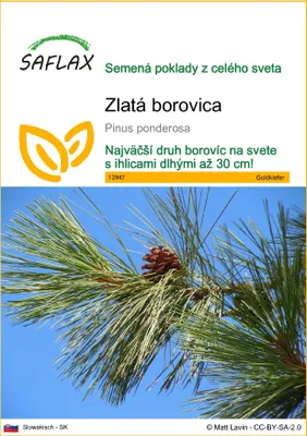 Obrázok produktu pre SAFLAX - zlatá borovica - Pinus ponderosa - 20 Semená