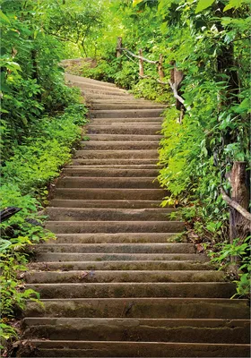 Produktbild von Wallario selbstklebendes Poster - Steintreppe im Wald, Größe: 70 x 100 cm