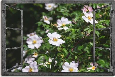 Produktbild von ARTland Leinwandbild Fensterblick - Wildrosen Größe: 120x80 cm