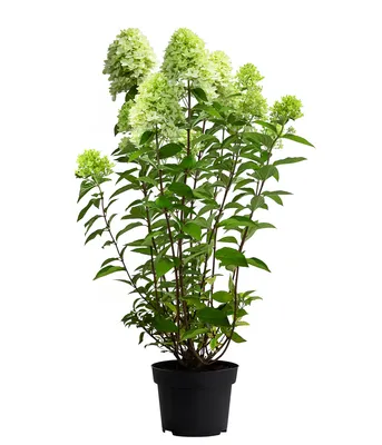Produktbild von Dehner Rispen-Hortensie Limelight, weiße Blüten, ca. 30-40 cm, 5 l Topf, Zierstrauch