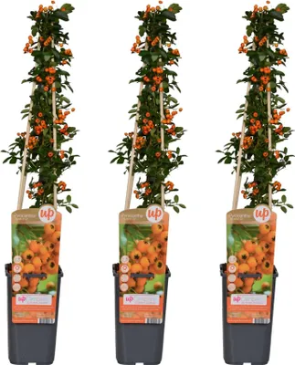 Immagine prodotto di Pungitopo Pyracantha 'Soleil d'Or' - 3 piante - Ø15cm - altezza 65cm - Arbusto