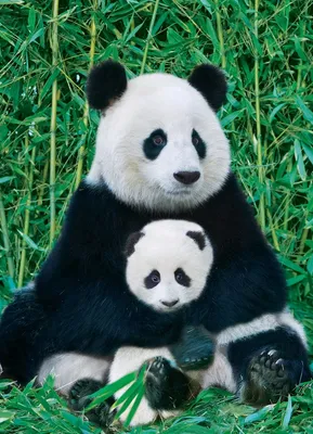 Image de Eurographics Panda & Baby (1000)