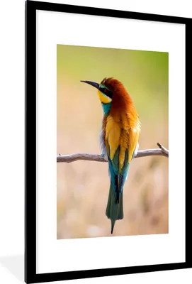 Produktbild von MuchoWow® Gerahmtes Poster Vögel - Bienenfresser - Tiere 60x90 cm - Poster mit Schwarzem Bilderrahmen Wandposter Rahmen Foto Bilder - Dekoration - Wandposter Wohnzimmer - Hochwertig