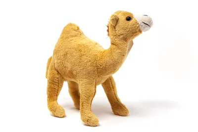 Image de Cornelissen - Peluche - Dromadaire - 23 cm