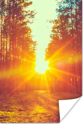Produktbild von MuchoWow® Poster Sonnenuntergang - Bäume - Wald - Natur 120x180 cm - Kunstposter
