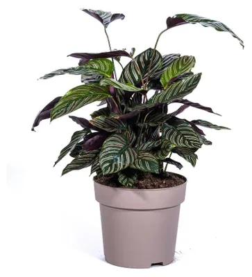 Zdjęcie produktu dla Calathea Ornata Sanderiana - 60-80cm - Ø27cm - Roślina doniczkowa - Zimozielony