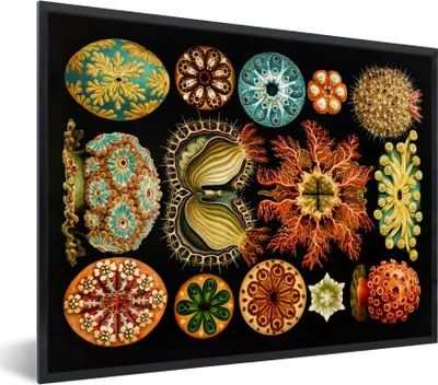 Produktbild von MuchoWow® Gerahmtes Poster Vintage - Ernst Haeckel - Meerestier - Natur - Meer - Kunst 80x60 cm - Poster mit Schwarzem Bilderrahmen Wandposter Rahmen Foto Bilder - Schwarzem - Mit Gestell