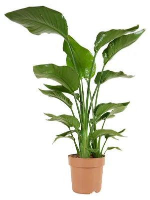 Image de Bloomique - Strelitzia Nicolai - Plante Strelitzia - Oiseau de paradis - Plante d'intérieur grande - Plante verte purificatrice d'air - Hauteur 70-80 cm - Pot de 17 cm, Image générée par une IA