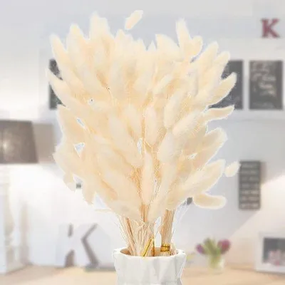 Produktbild von Famanu Trockenblumenstrauß Pampasgras - 50 Stück