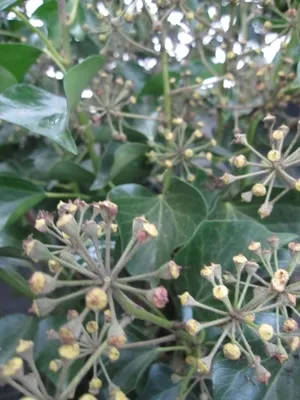 Produktbild von Hedera helix Arborescens - Strauch-Efeu Arborescens - 40-60