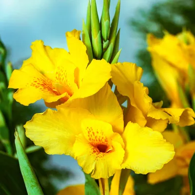 Immagine prodotto di Canna Kanna Paciorecznik Richard Wallace 1 pz. piantine di canna