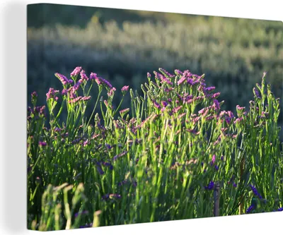 Zdjęcie produktu dla OneMillionCanvasses® - Obrazy na płótnie - 140x90 cm, Kwiat Statice w naturze, dekoracja ścienna - Zdjęcie na płótnie - Obraz na drewnianej ramie