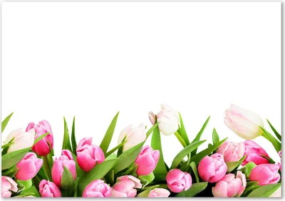 Produktbild von Tulup® Glas-Bild - 100 x 70 - Wandbild aus Glas - Wandkunst - Wandbild hinter gehärtetem Sicherheitsglas - Blumen & Pflanzen - Rosa Tulpen - Rosa