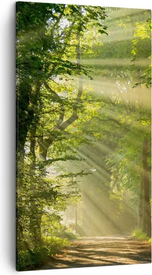 Produktbild von Bild auf Leinwand - Leinwandbild - Wald Baum Natur - 45x80cm - Wand Bild - Wanddeko - Wandbilder - Leinwanddruck - Bilder - Kunstdruck - Wanddekoration - Leinwand bilder - Wandkunst - PA45x80-3661