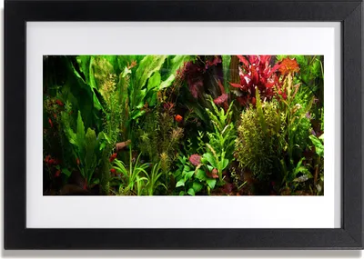 Produktbild von Bild 30x20 MDF-Rahmen Wandkunst Pflanze Blumen Natur