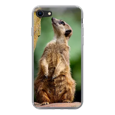 Produktbild von MuchoWow® Handyhülle Schutzhülle Hülle für iPhone SE 2020 Erdmännchen - Tier - Rock Silikon Softcase Handy Hülle - Kartenbesitzer
