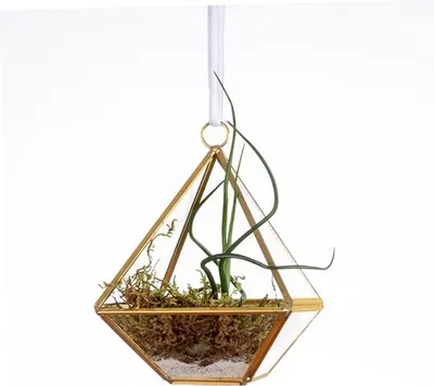 Image de WinQ- Terrarium Pyramide or/verre 10x10x14-y compris Tillandsia et sable