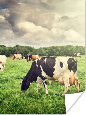 Produktbild von MuchoWow® Poster Kühe - Weide - Natur - Tiere - Landschaft 120x160 cm - Wandbilder