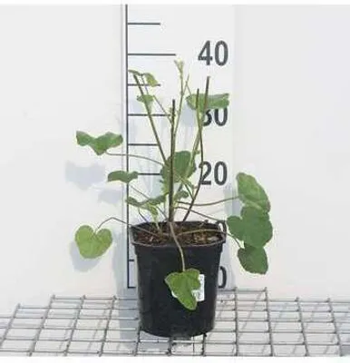 Zdjęcie produktu dla Lavatera hybr. 'Barnsley' - Malwa krzewiasta 25-30 cm - Pojemnik