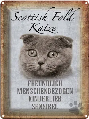 Produktbild von vianmo Blechschild 40x30 cm Scottish Fold Katze