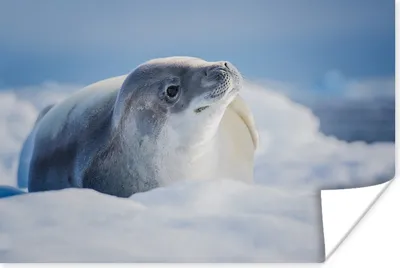 Produktbild von MuchoWow® Poster Robbe auf dem Eis im Winter 120x80 cm - Bilder