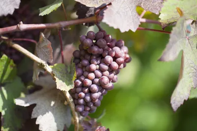 Produktbild von Vitis vinifera 'Piroschka', Weinrebe, 80–100 cm