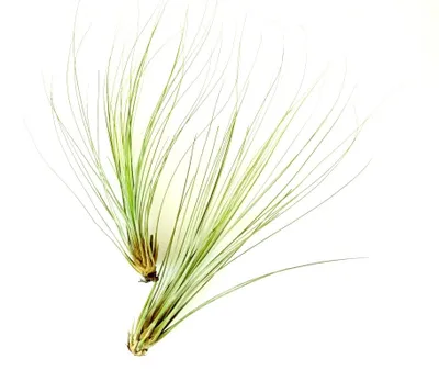 Produktbild von Tillandsie Tillandsia juncea Luftpflanze