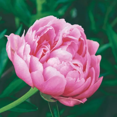 Produktbild von 20 Servietten Elegant Peony - Einzelne Pfingstrose 33x33cm