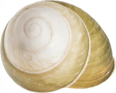 Produktbild von Helicostyla florida, Größe ca. 2-3 cm | Deko Schneckenhaus