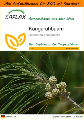 Produktbild von SAFLAX - Garden in the Bag - Känguruhbaum - 200 Samen - Mit Anzuchtsubstrat im praktischen, selbst aufstellenden Beutel - Casuarina equisetifolia