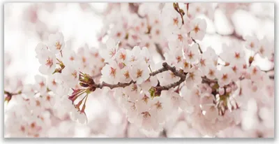 Produktbild von Glasbilder 140x70 Wandbild Druck auf Glas Blumen Pflanzen