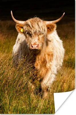 Produktbild von MuchoWow® Poster Schottische Highlander - Licht - Gras - Tiere 20x30 cm - Papierdruck