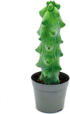 Zdjęcie produktu dla Myrtillocactus geometrizans cv. fukurokuryuzinboku - Boobie cactus - rzadki kaktus jagodowy - doniczka 6,5 cm